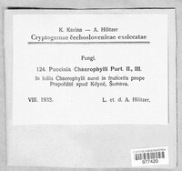 Puccinia chaerophylli image